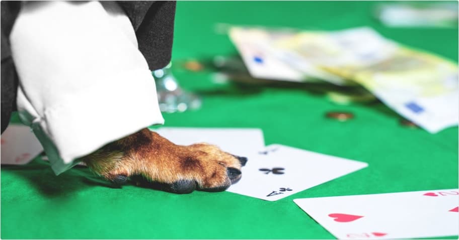 A dog paw hiding a card