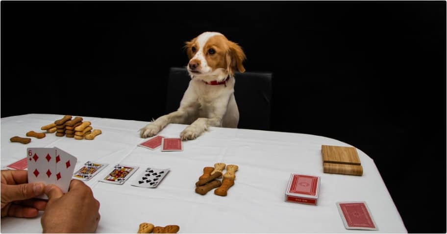 Dog learning how to play poker by its owner